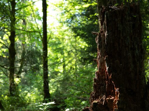Stump Grinding vs. Chemical Stump Removal: Pros and Cons - Tree Stump ...