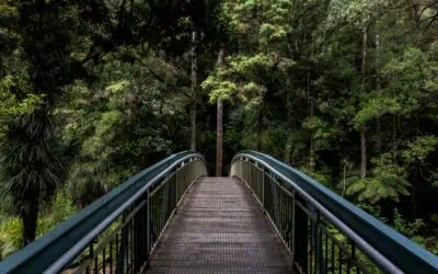 Top 5 Reasons to Remove Tree Stumps from Your Property