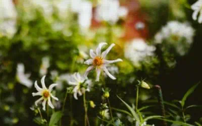 How Stump Grinding Enhances Your Garden’s Aesthetics
