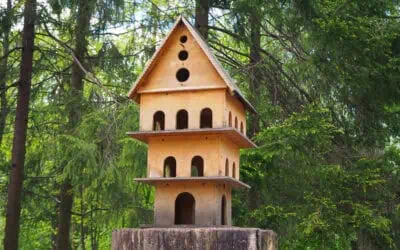 The Impact of Tree Stumps on Property Value in Surrey