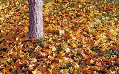 How Stump Grinding Promotes Healthy Lawn Growth
