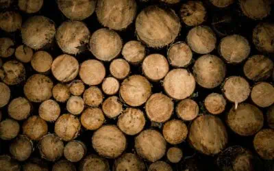 How Stump Grinding Enhances Your Property’s Aesthetic Appeal