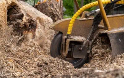 How to Choose the Right Stump Grinder for Your Needs