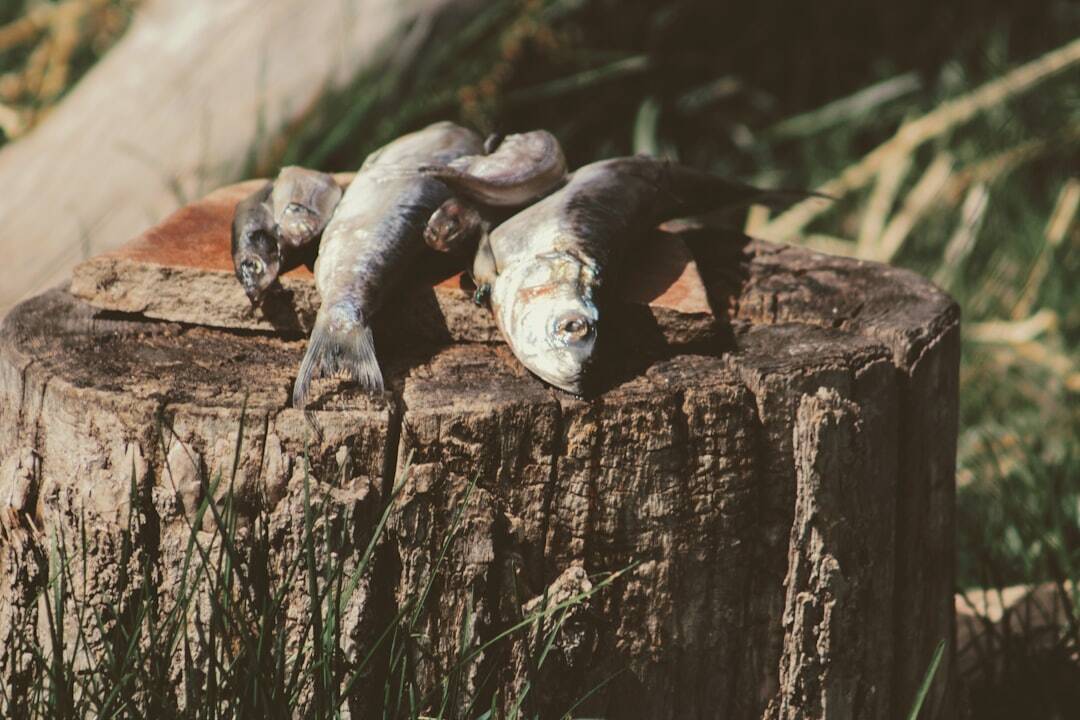 Fish Up Tree How Stump Grinding Can Prevent Unwanted Tree Regrowth - Tree Stump Grinding