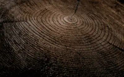 The Hidden Dangers of Leaving Tree Stumps in Your Garden