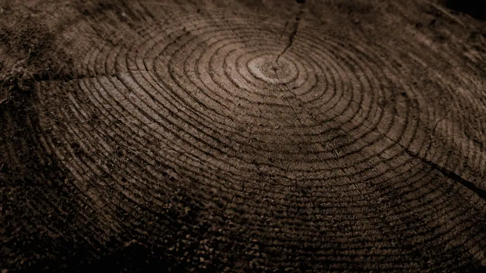 Photo showing a tree stump in a garden in Surrey