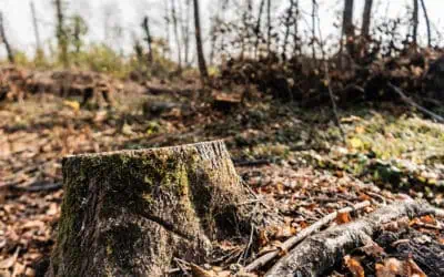 The Role of Stump Grinding in Landscape Renovation Projects
