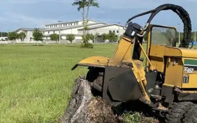 Preventing Pest Infestations by Removing Tree Stumps