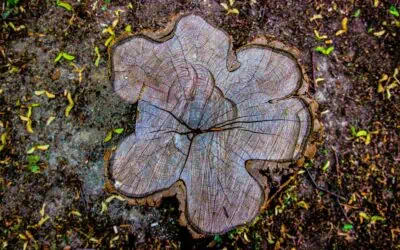 Seasonal Considerations: When Is the Best Time for Stump Grinding?