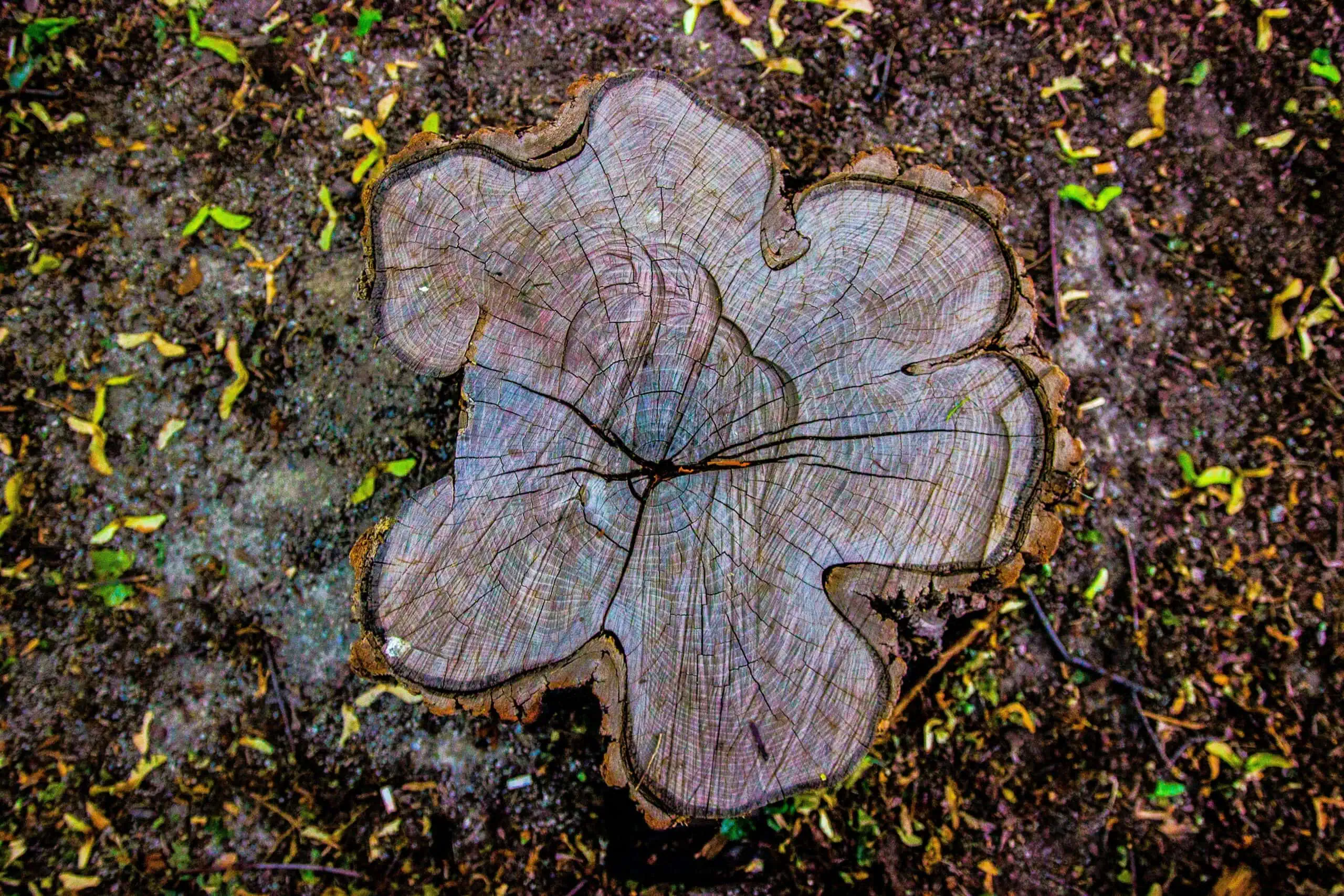 Phot showing a stump ready to be removed in a Surrey location
