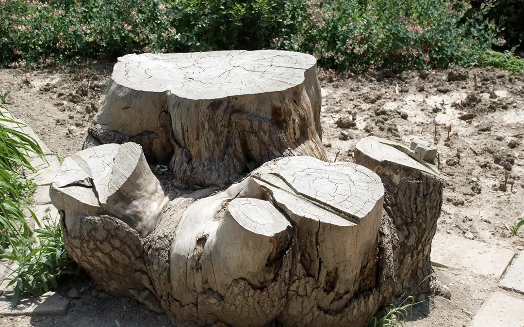 Photo showing whether a tree stump should be grinded or removed in a location in the Surrey Hills