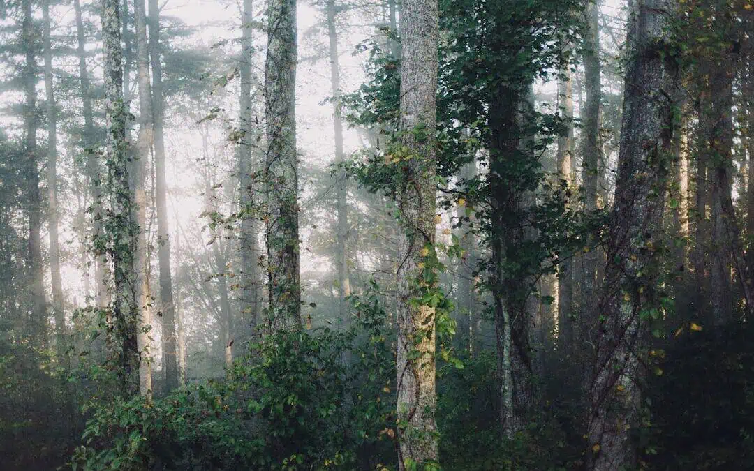 The Environmental Impact of Decaying Tree Stumps