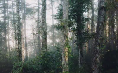 The Environmental Impact of Decaying Tree Stumps